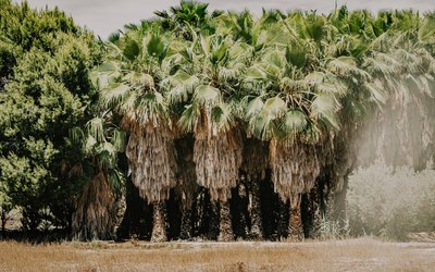 Sustainable palm oil
