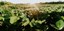 field with plants